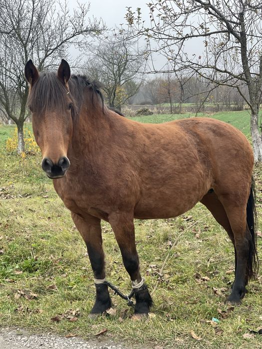 Продам кобилу.