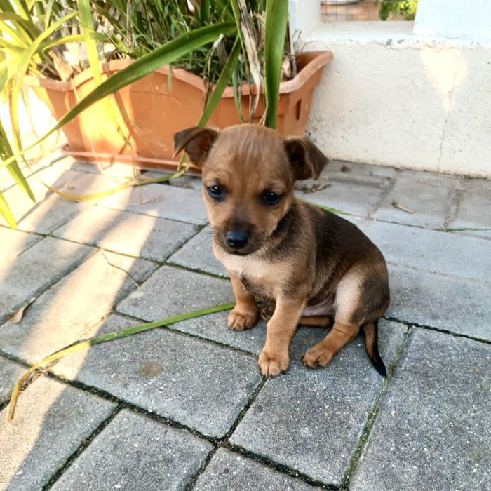 Pinscher - macho