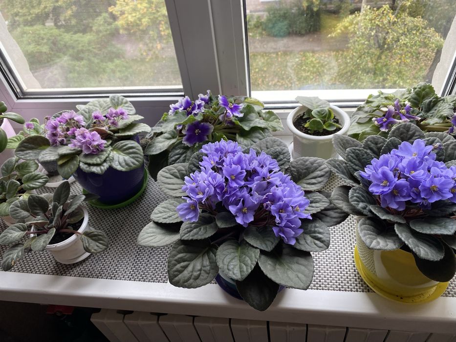 Продам фіалки  листки та самі великі