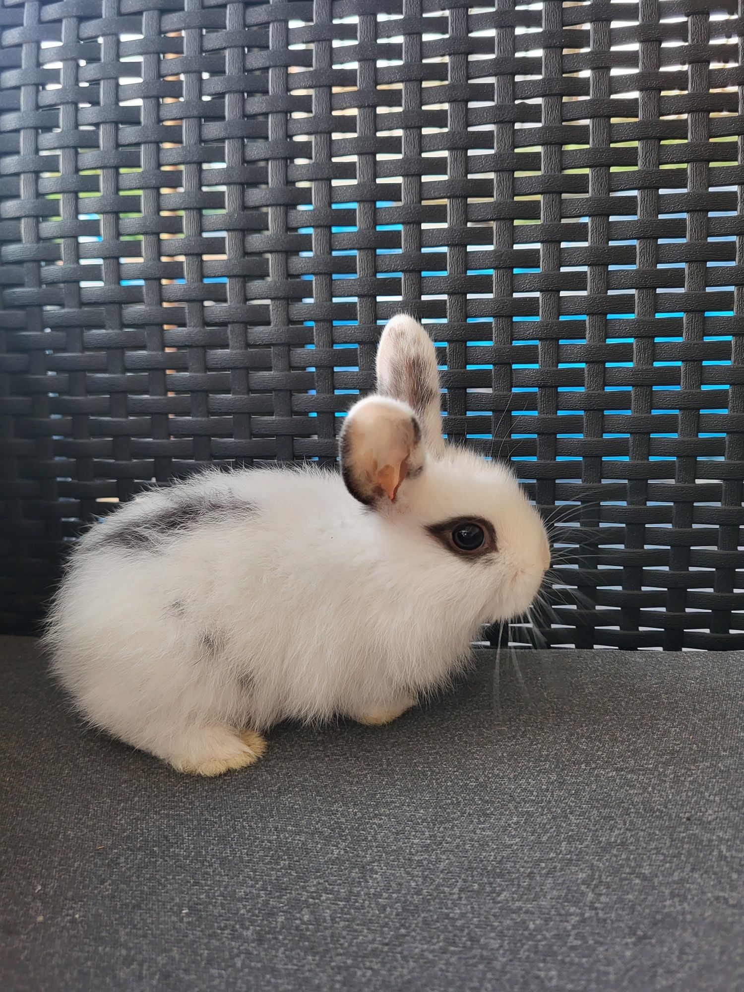 Króliczki miniaturki