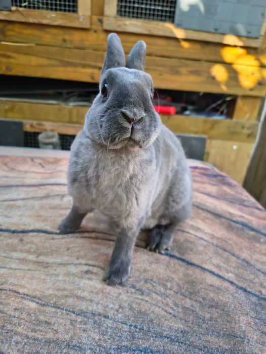 Mini rex kuna niebieska samiczka