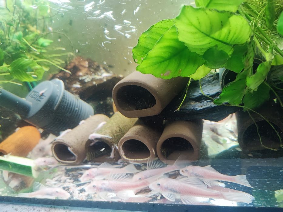 Zbrojnik Ancistrus L144 snow white, krótka płetwa