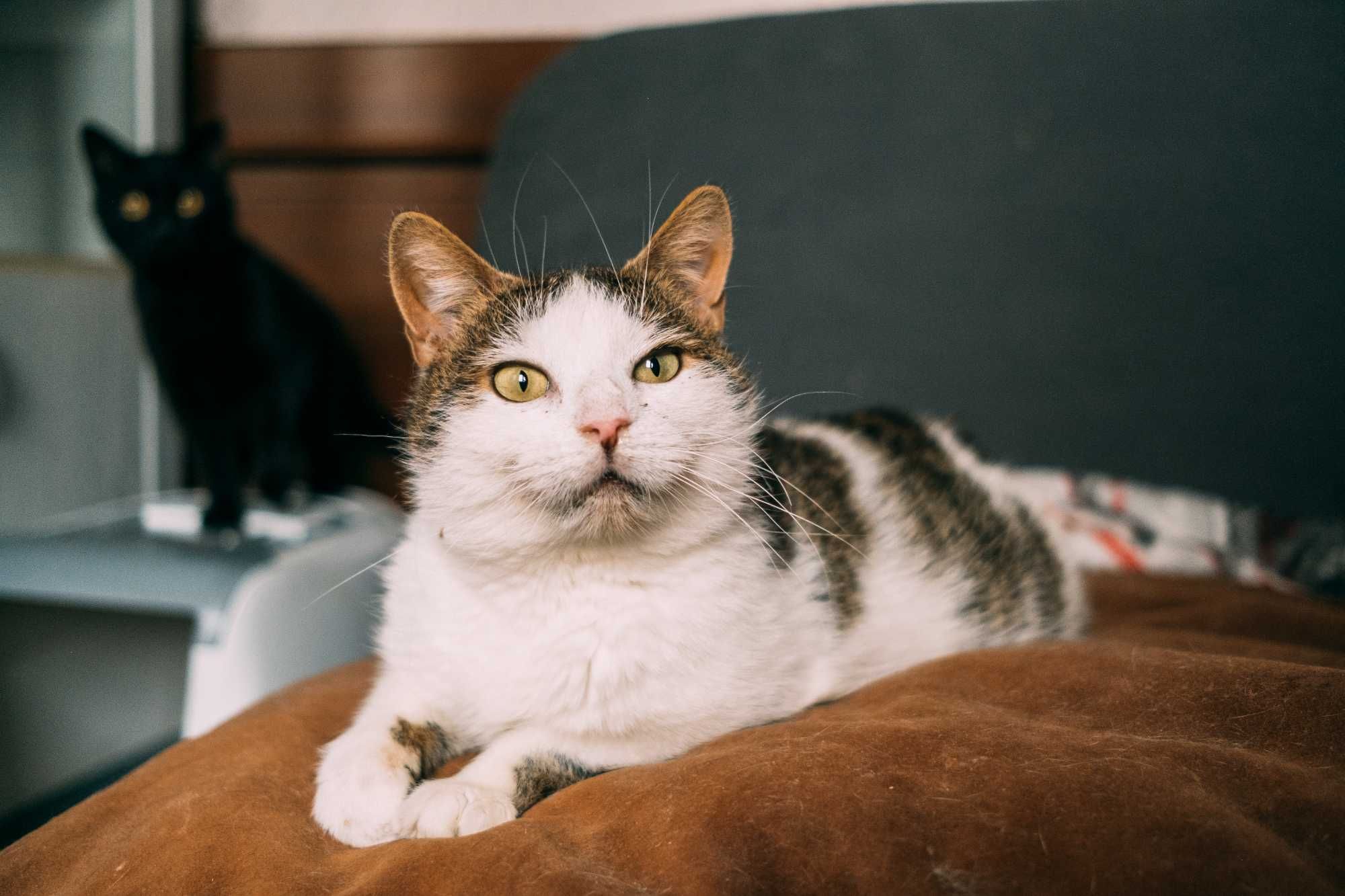 Cudowne kotki do adopcji – szukają wymarzonych domów!
