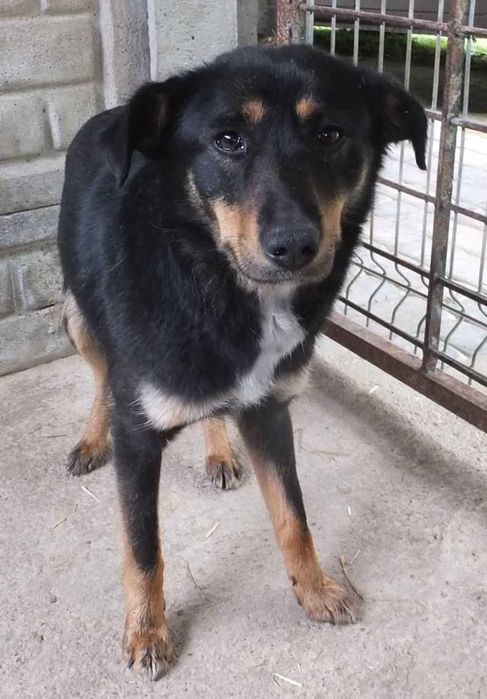 Kromka nieduża suka , czarna podpalana do adopcji