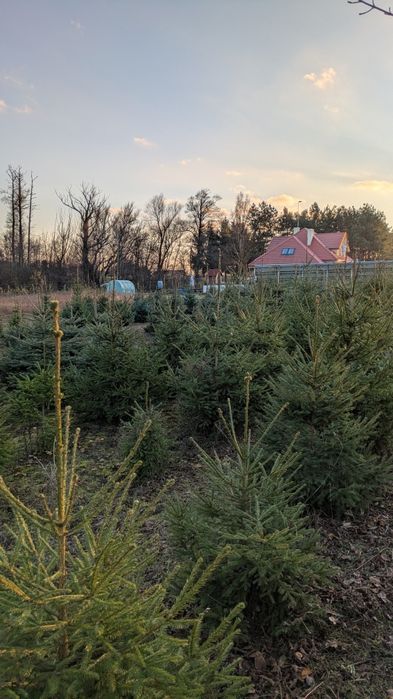 Choinki/ Świerk zwykły, srebrny, serbski.