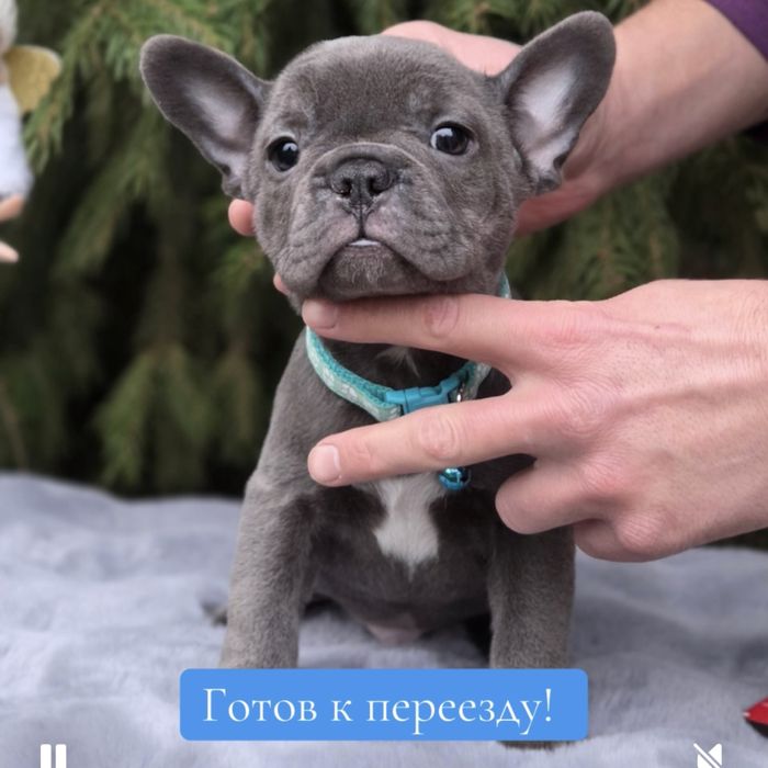 Супер французик мини голубого окраса