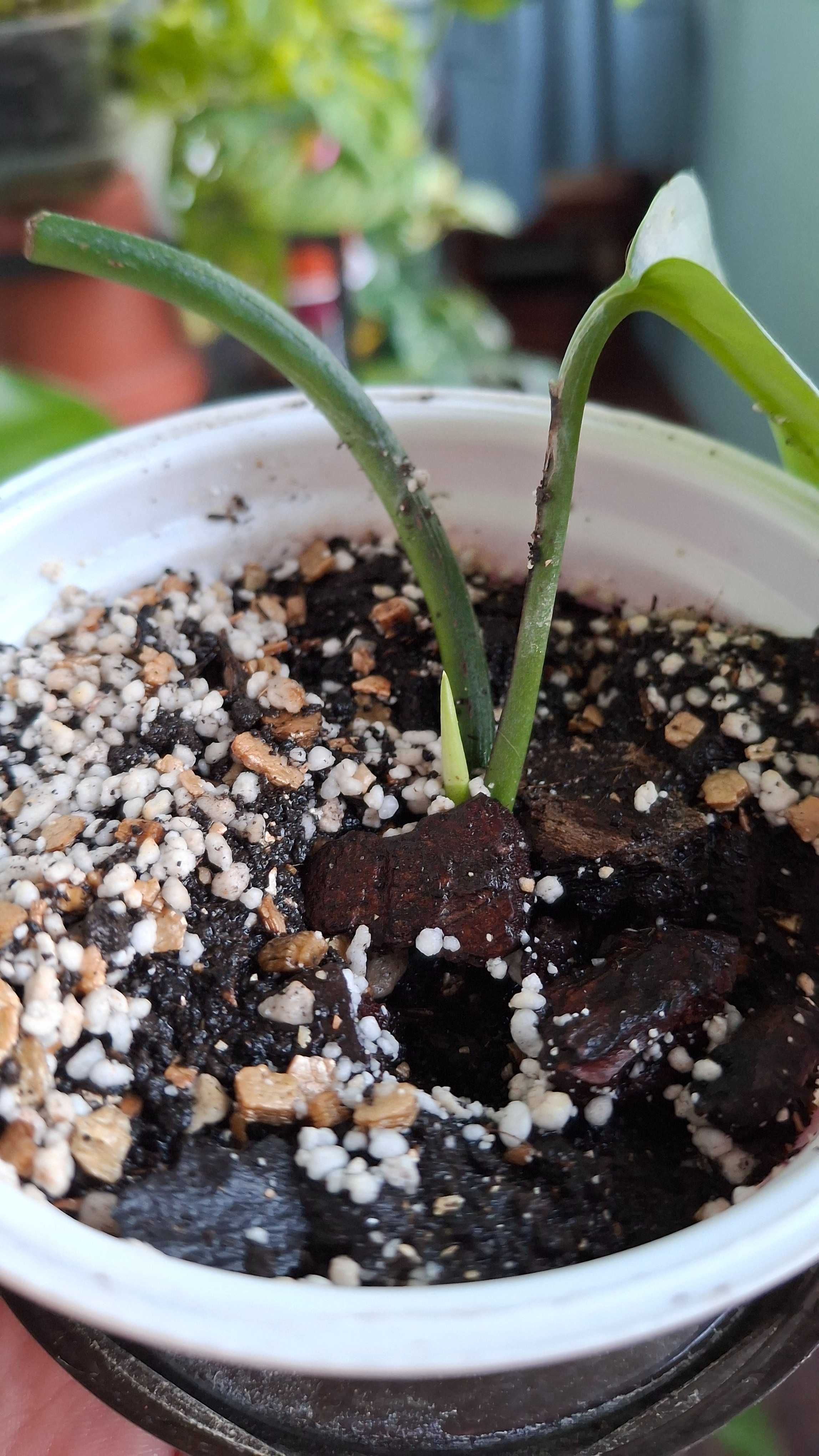 Набір епіпремнум marble queen,хеппі ліф,неон,Ауреум,филодендрон Бразіл