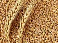 Пшеница для животных