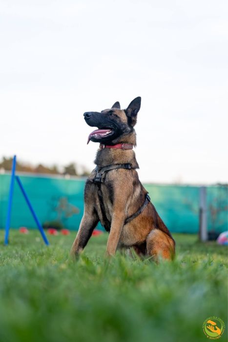 Hektor-typ owczarka belgijskiego, adopcja tylko doświadczone osoby