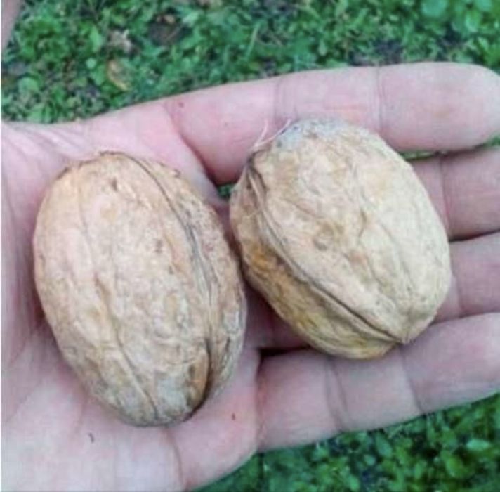 Смородина чорна, Горіх грецький,3/4 річні саджанці