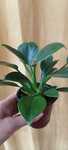 Sprzedam Filodendron