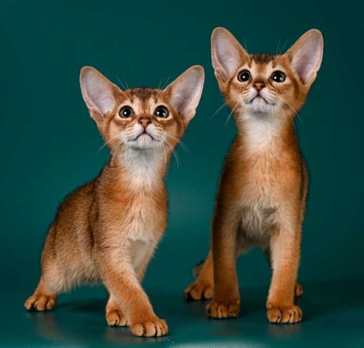 Aбиссинские котята