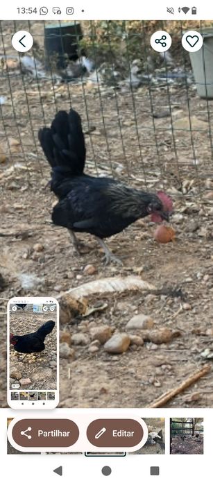 Vendo dois cocós 10 os dois ou troco por duas fêmeas