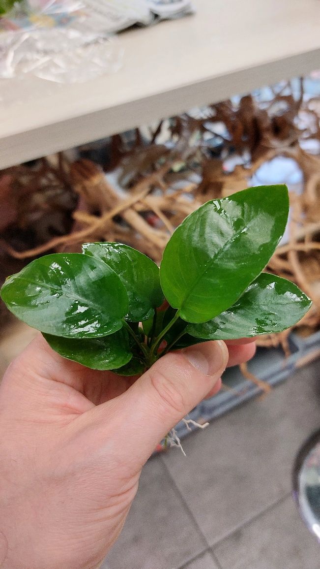 Anubias Wrinkled Broad Leaf MASSON