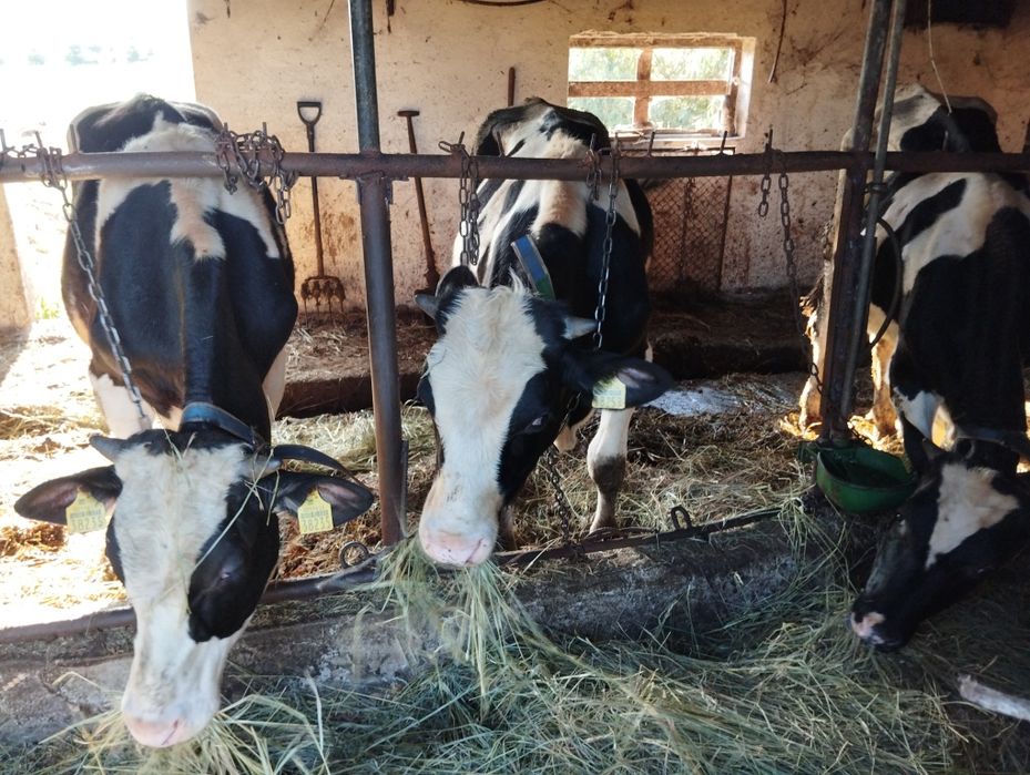 Byk rozpłodnik HF HO