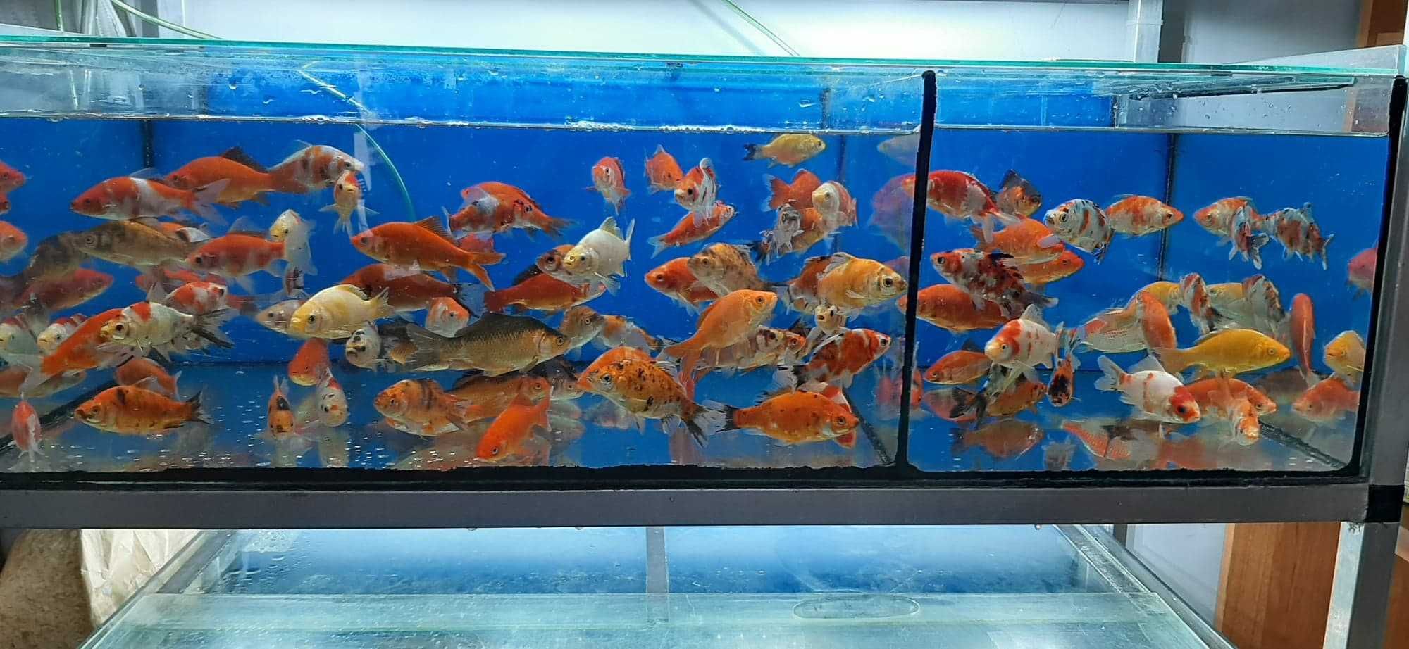 Karp KOI ozdobny ryby do oczka wodnego