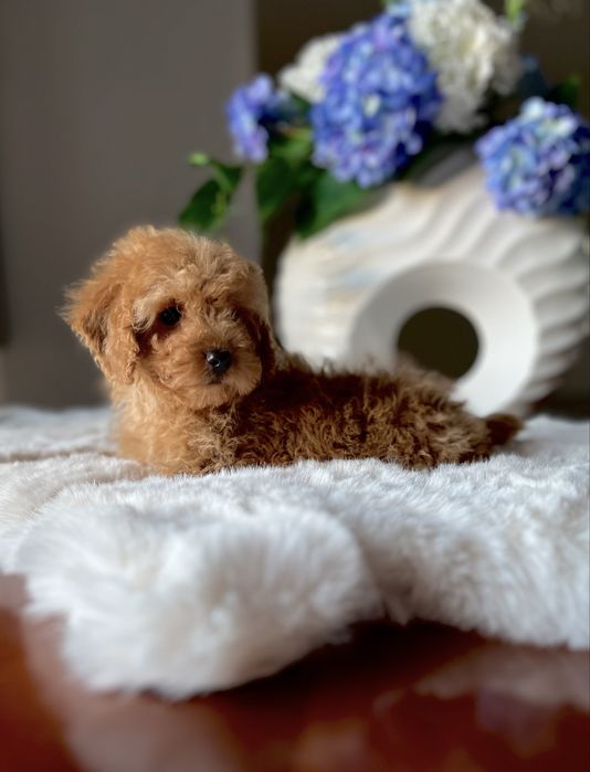 Pudel toy mini chłopiec