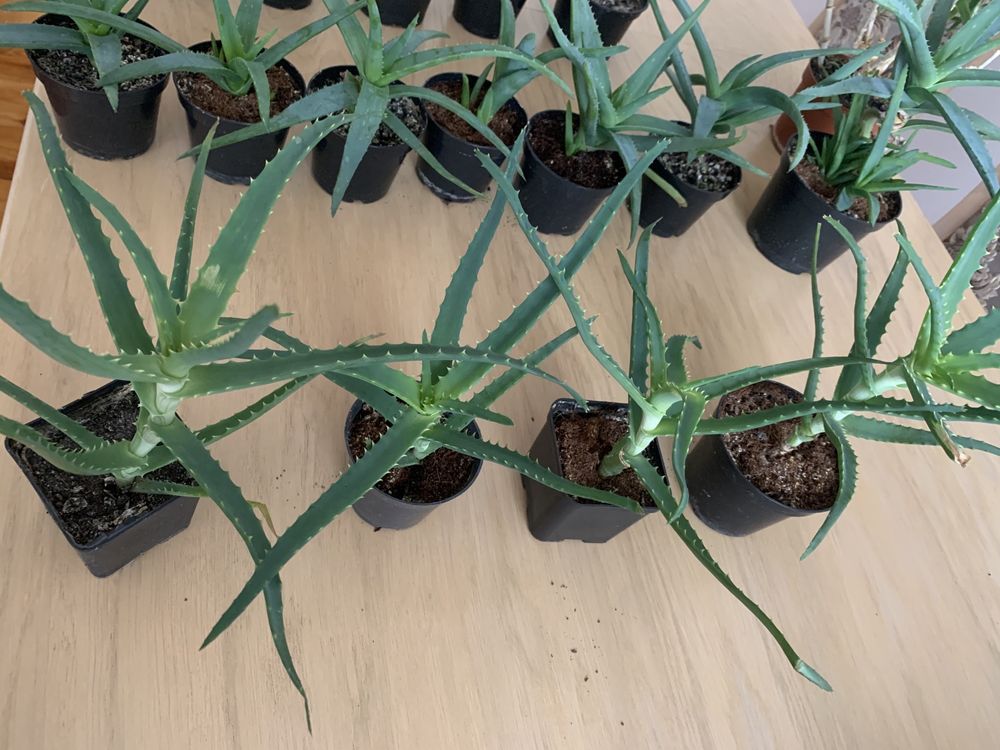 Aloes w doniczce (sukulent)