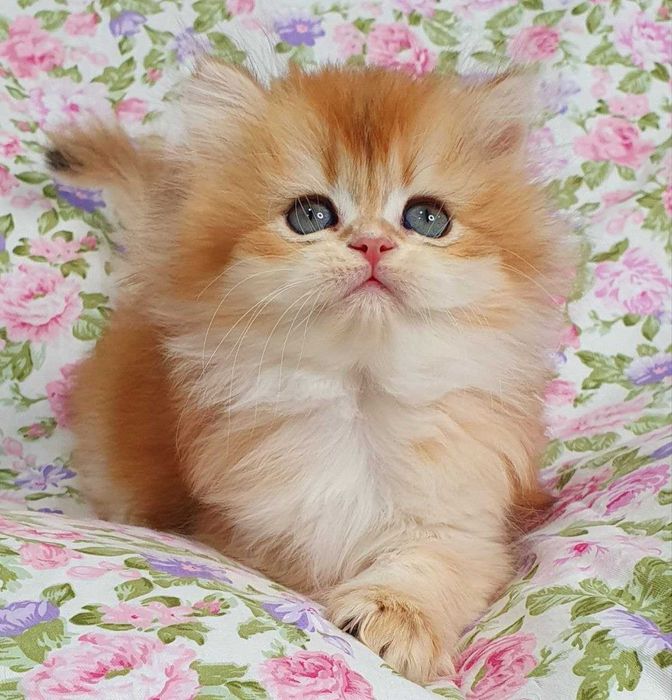 Золоті Британські довгошерсті хлопчик Круасан та Карамелька