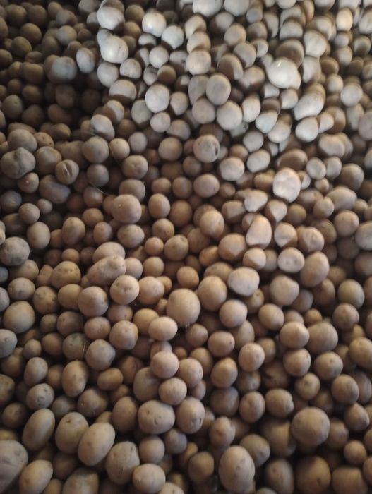 Ziemniaki paszowe małe