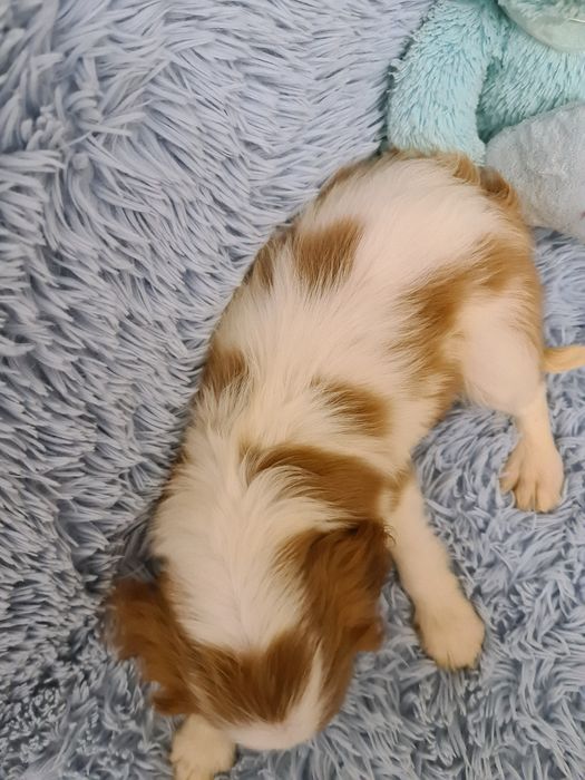 Cavalier piesek z czteropokoleniowym rodowodem