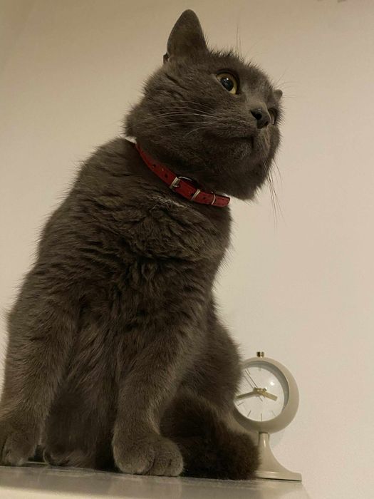 Zaginął kot wykastrowany