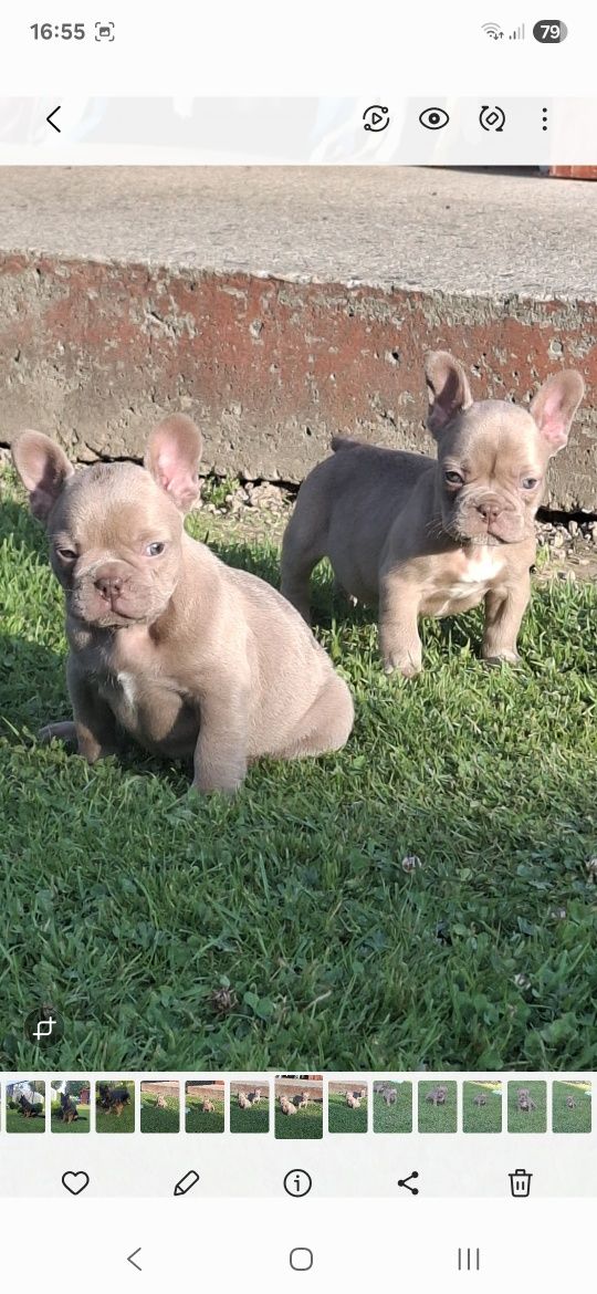Buldog francuski Isabella