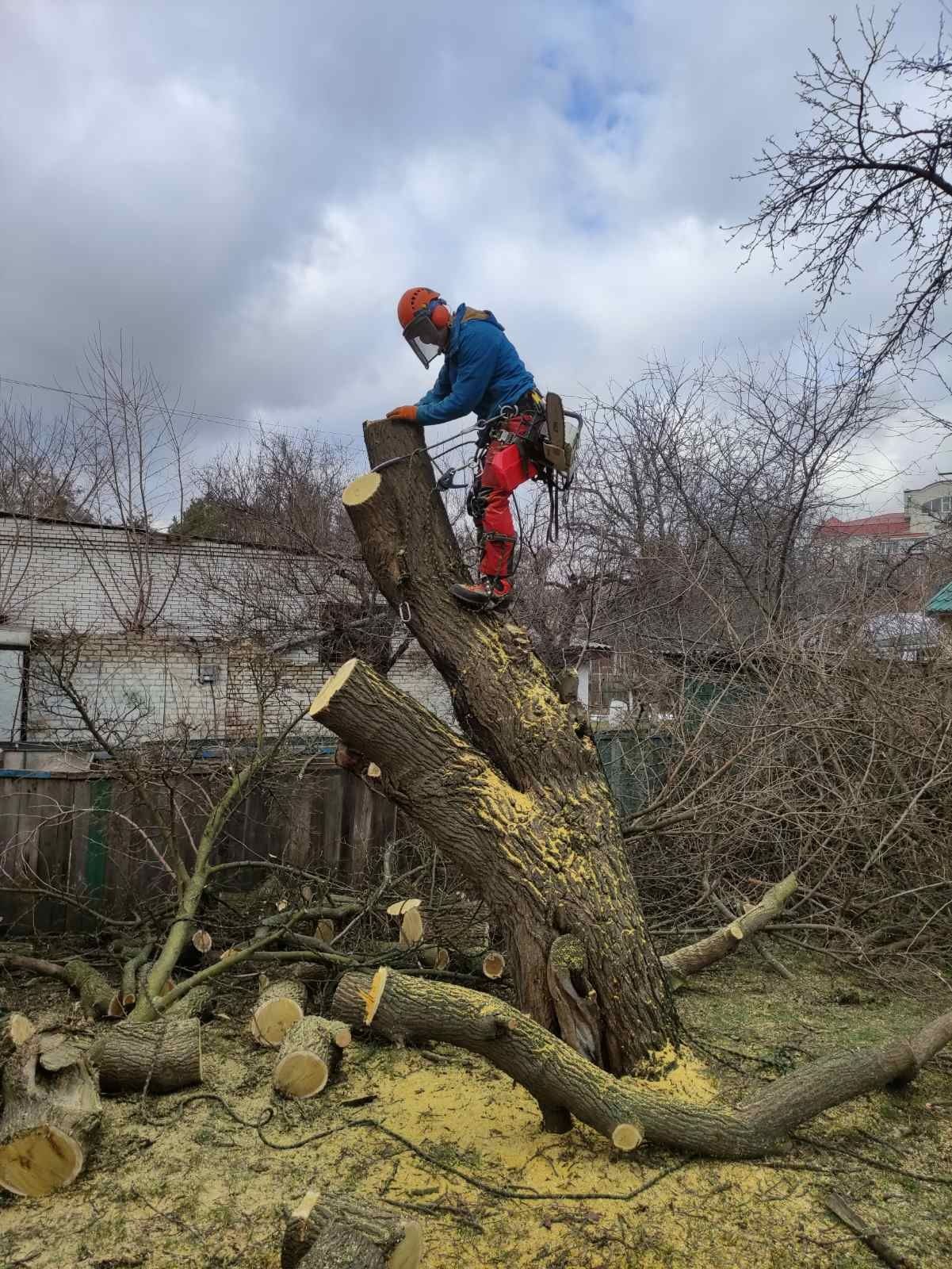 Видалити дерево удалить зрізати обрізка  кронувати спилить видалення