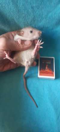 Сиамские крыса дамбо  сіамські щурики крысята