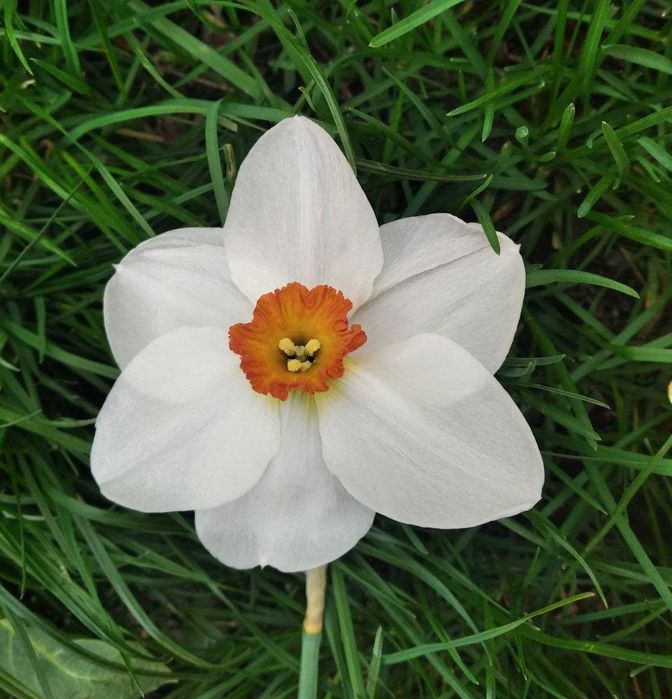 Нарцис сортовий, мікс