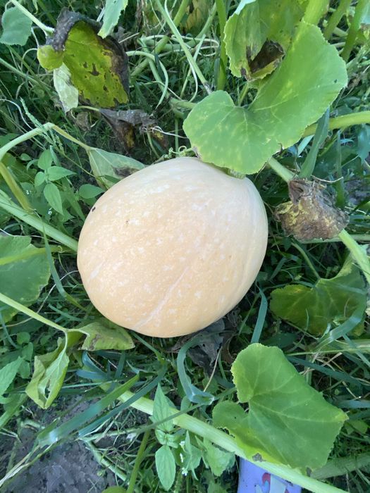 Гарбузи на корм!!