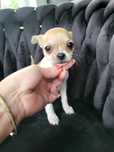 Chihuahua chłopczyk Johny