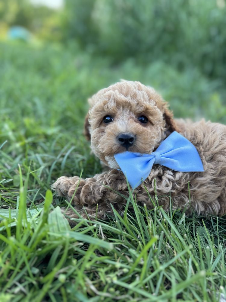 GOTOWY do odbioru  MALTIPOO F1b  Badania genetyczne Wyprawka Pudel