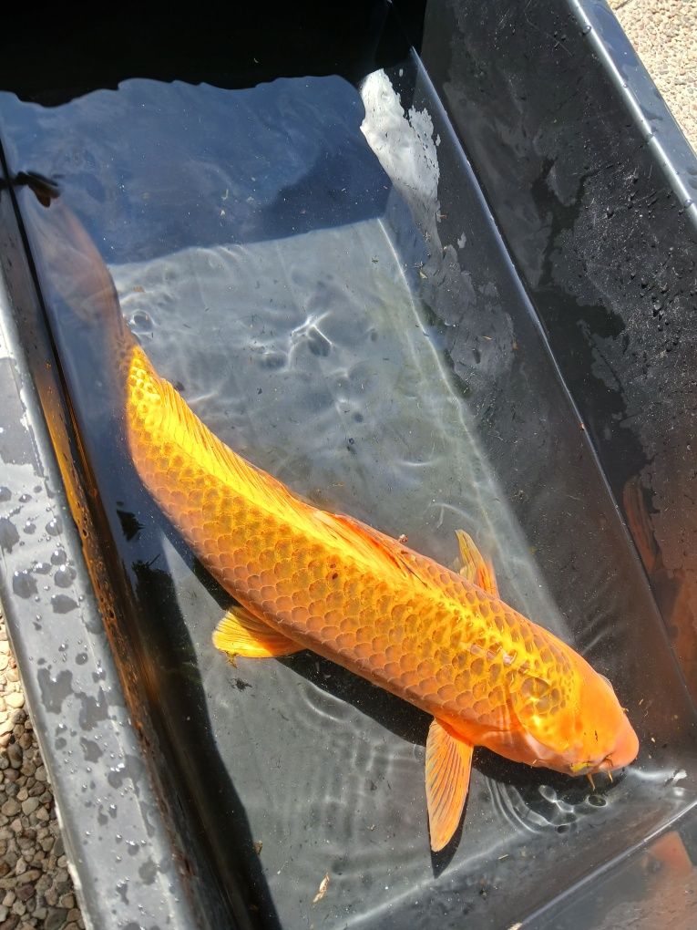 Carpa koi matsuba