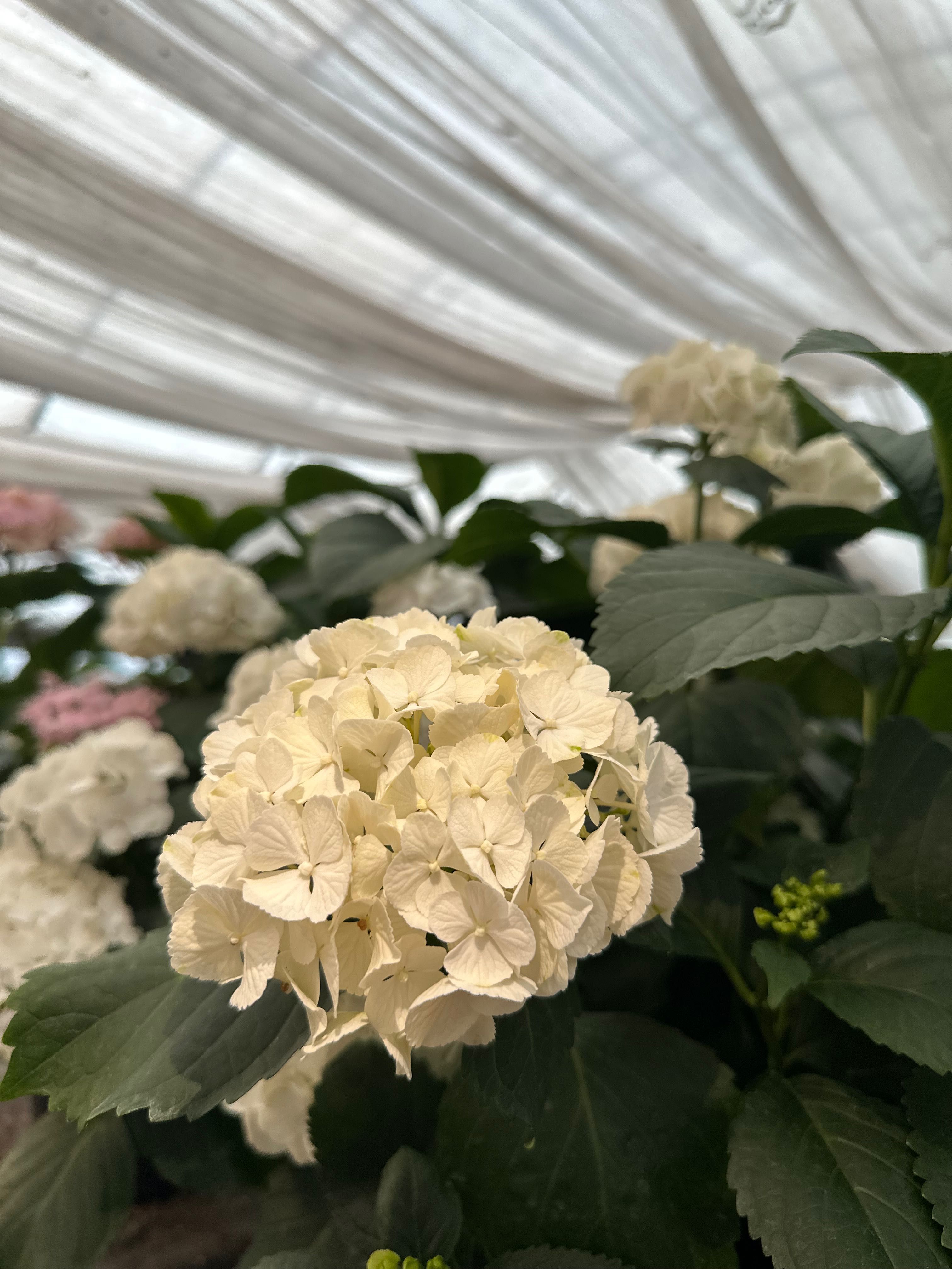 Hortensje ogrodowe