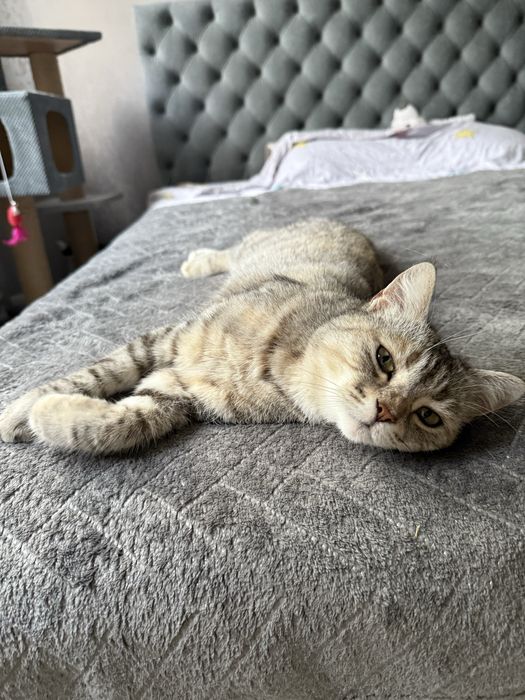 Молода киця в гарні руки