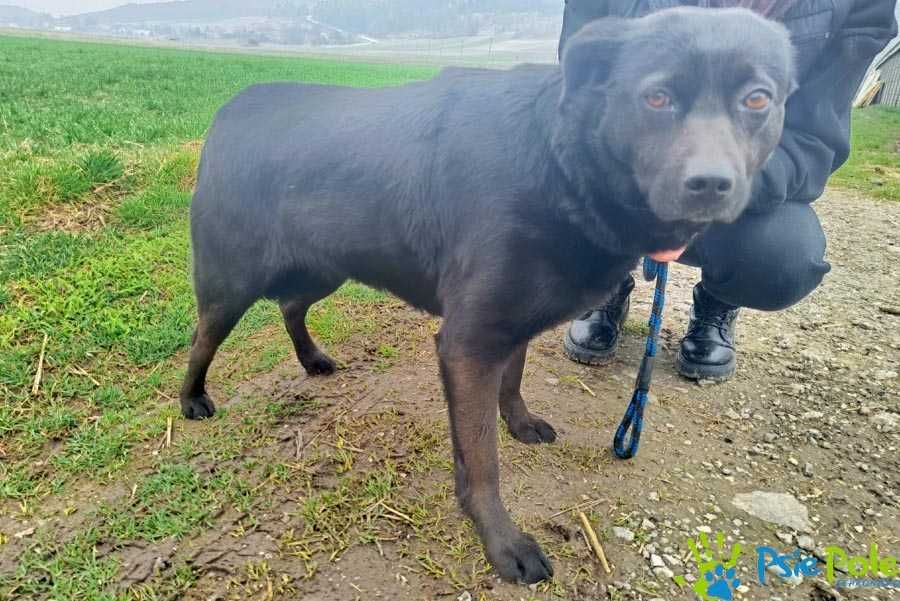 Bogusia - kochana, miła, łagodna suczka szuka domu  SCHRONISKO