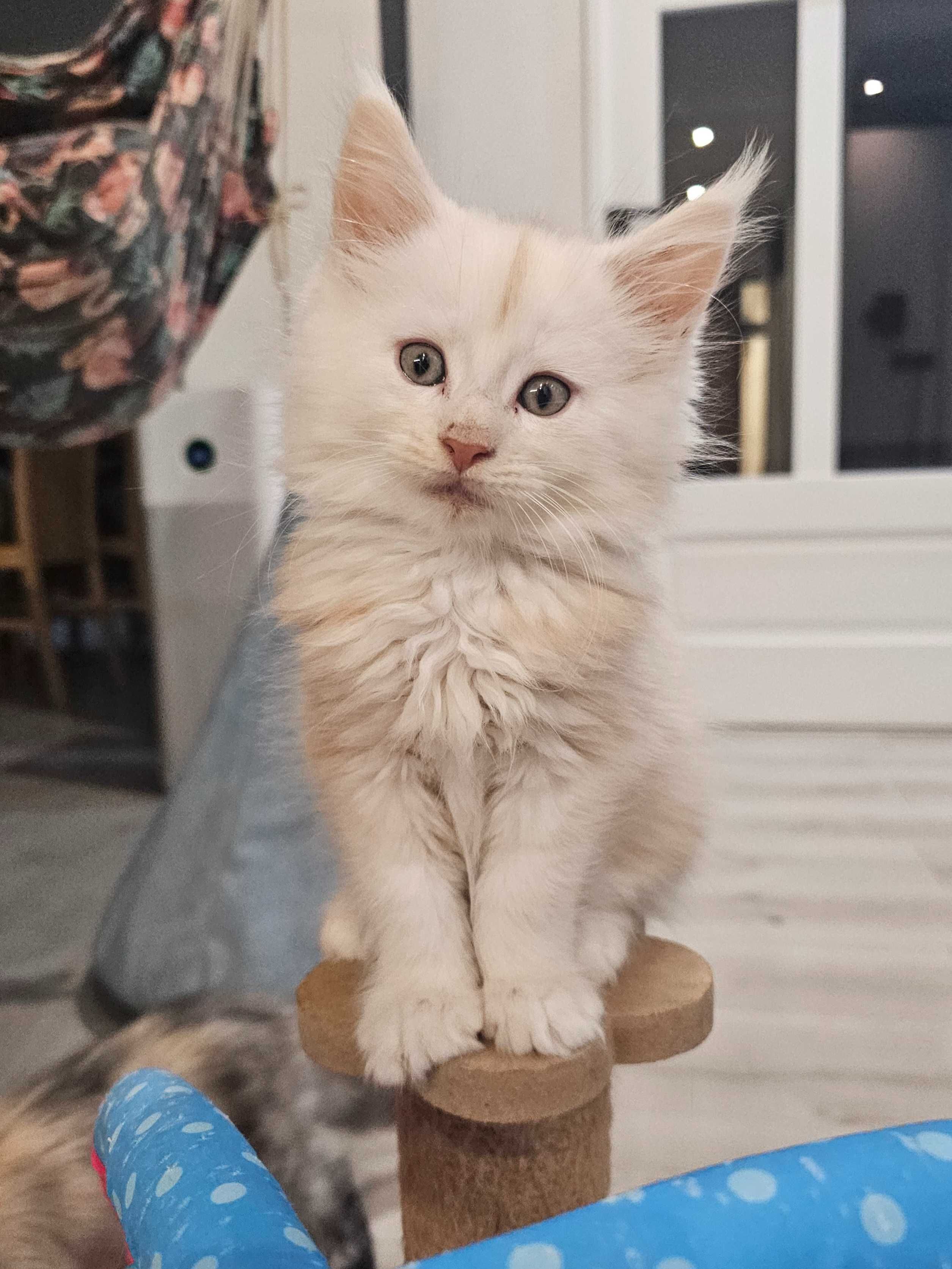 Maine coon rudy srebrzysty