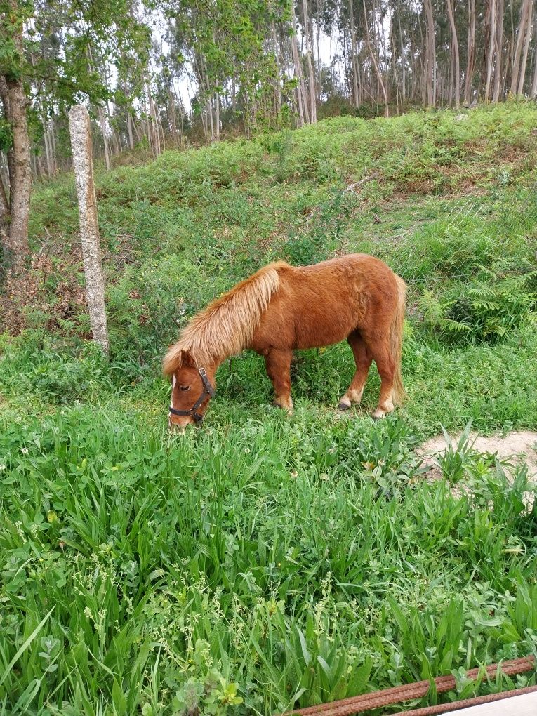 Animais do campo