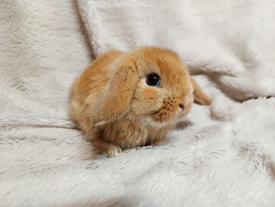 Królik króliki karzełki baranki miniaturki CENA CAŁKOWITA