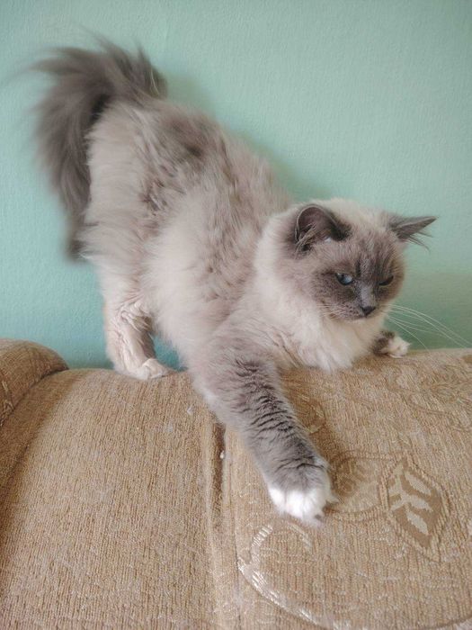 Kotka ragdoll z rodowodem