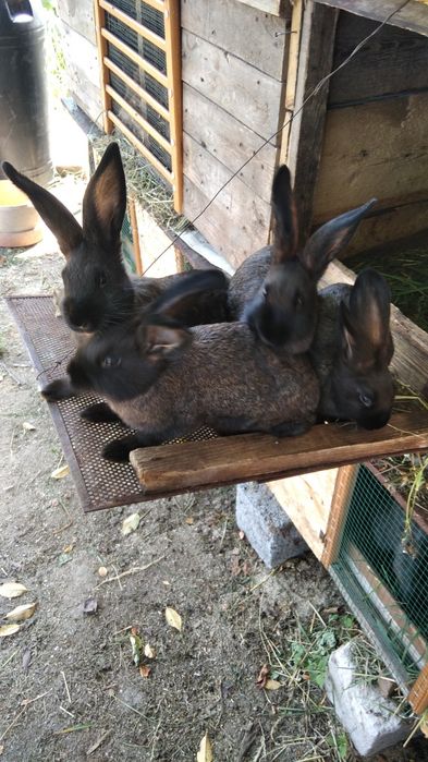 Pilnie sprzedam króliki z budami