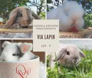 Hodowla królików miniaturowych mini lop/baranek/karzełek Teddy