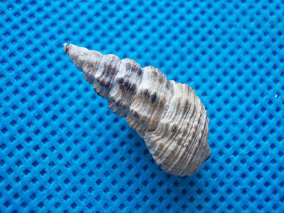 Muszle morskie- Batillaria australis