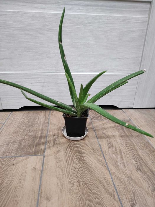 Kwiatek doniczkowy aloes sadzonka