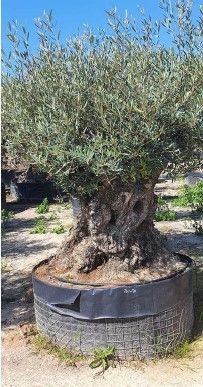 Oliveiras Centenarias - Macro Bonsai - Exemplares