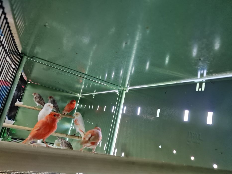 Canarios varias raças