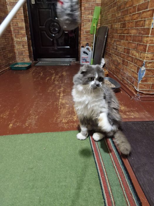 Котенок и мама кошка стерилизованная