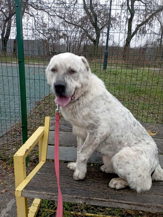 Кобель алабая для в'язок