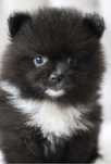 Pomeranian szpic miniaturowy piesek
